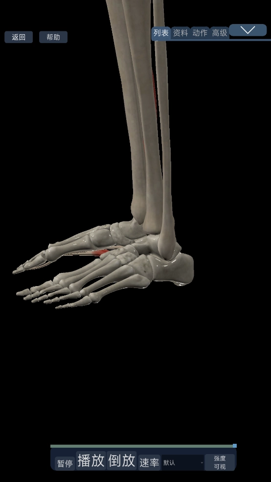 3d运动解剖手机版
