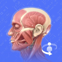 人体3d解剖图谱3d模型