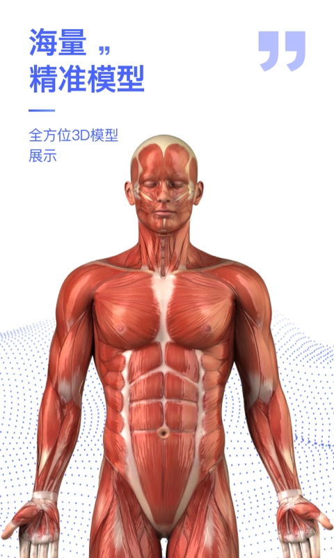 人体3d解剖图谱3d模型