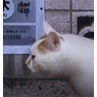 翌日猫之怪奇谭