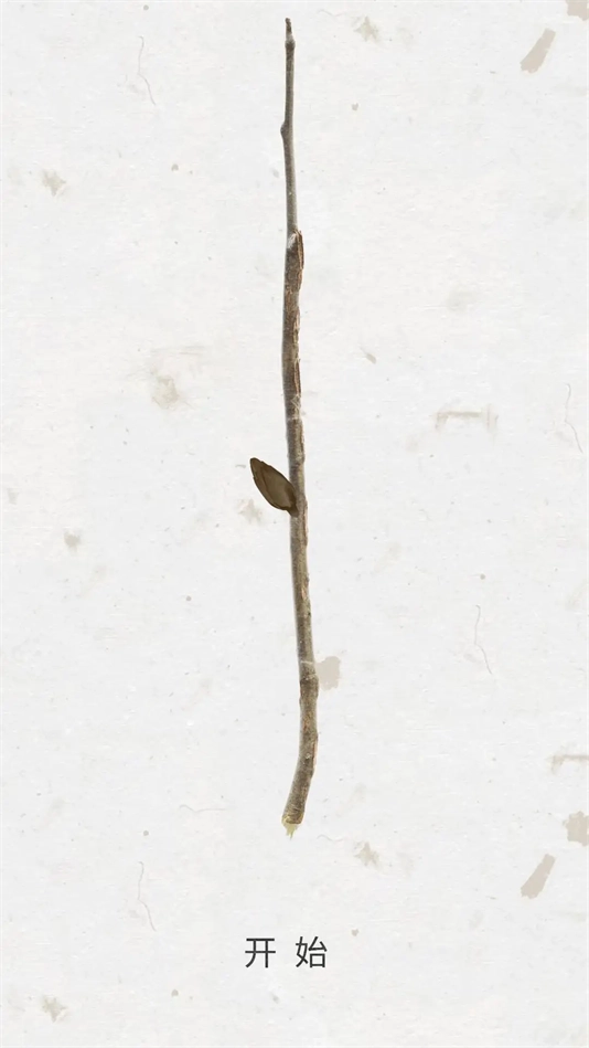 绽放之歌游戏(1)