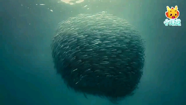 小伴龙海洋世界截图2