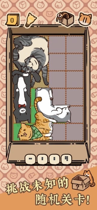 盒子猫