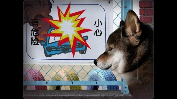 翌日波奇狗的历险记(2)