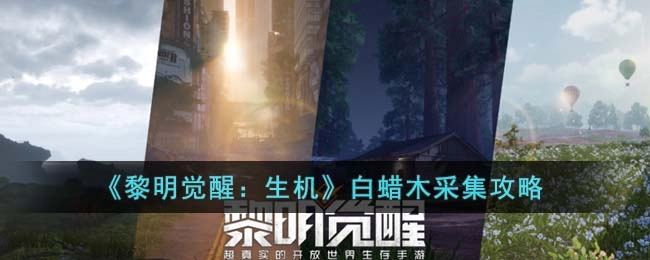 黎明觉醒生机白蜡木的位置及采集方法指南