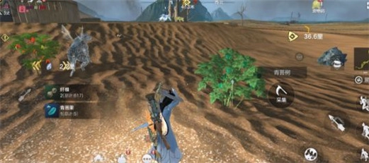 妄想山海里棕榈树在什么地方，棕榈叶要如何获取