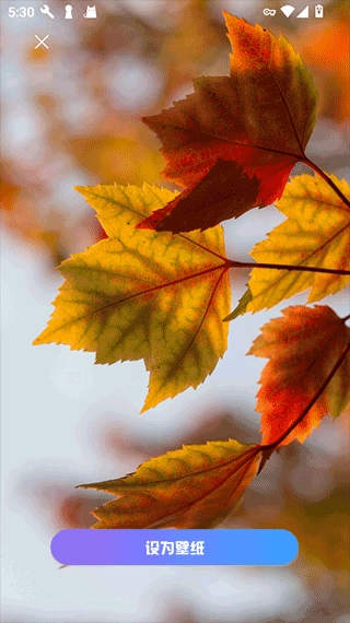 口袋免费壁纸免费版(2)