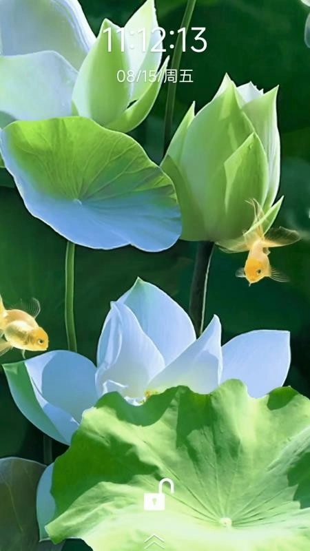 荷花锦鲤壁纸最新版(2)