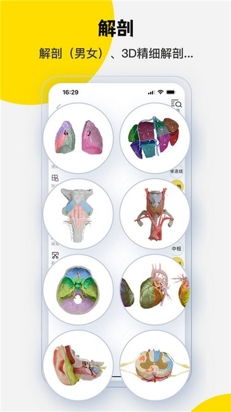 3Dbody解剖(3)