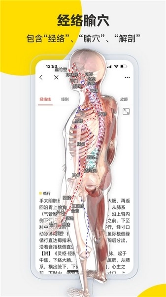 3Dbody解剖(5)