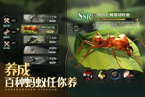 小小蚁国国际服图5