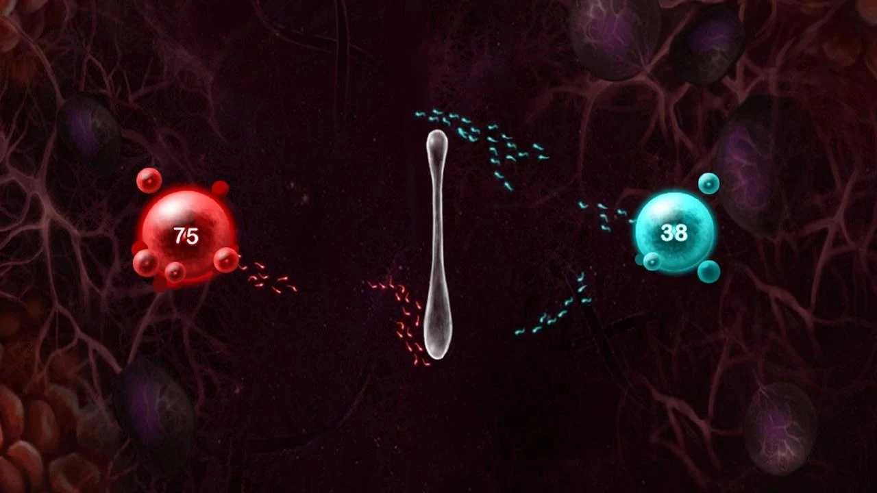 繁殖战争2中文版最新版