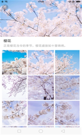 大脚壁纸