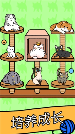 CatCondo-图2