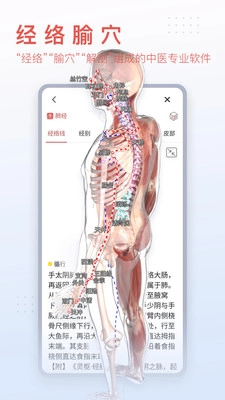 3dbody解剖图2