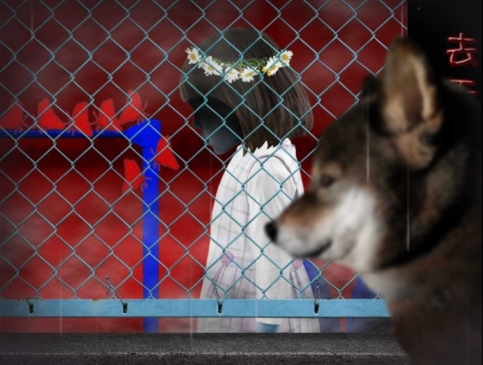 翌日波奇狗的历险记中文版(2)