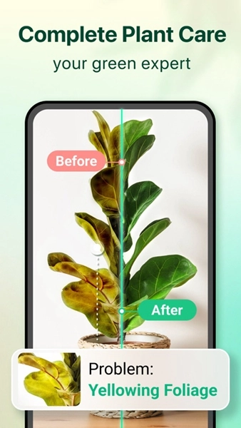 plant parent图3