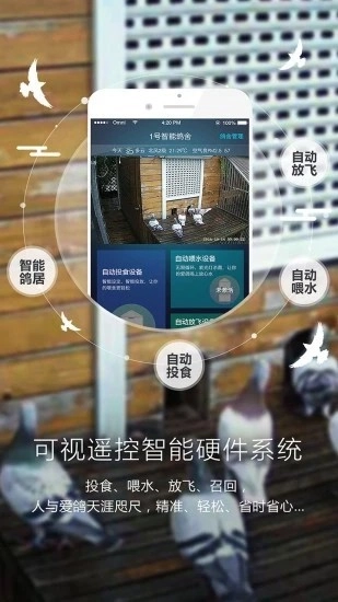 爱鸽者手机版图2