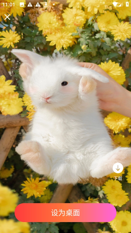 星汇壁纸高清版