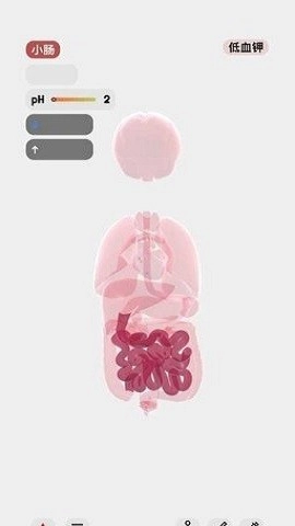 生命人体模拟器游戏纯净版图2