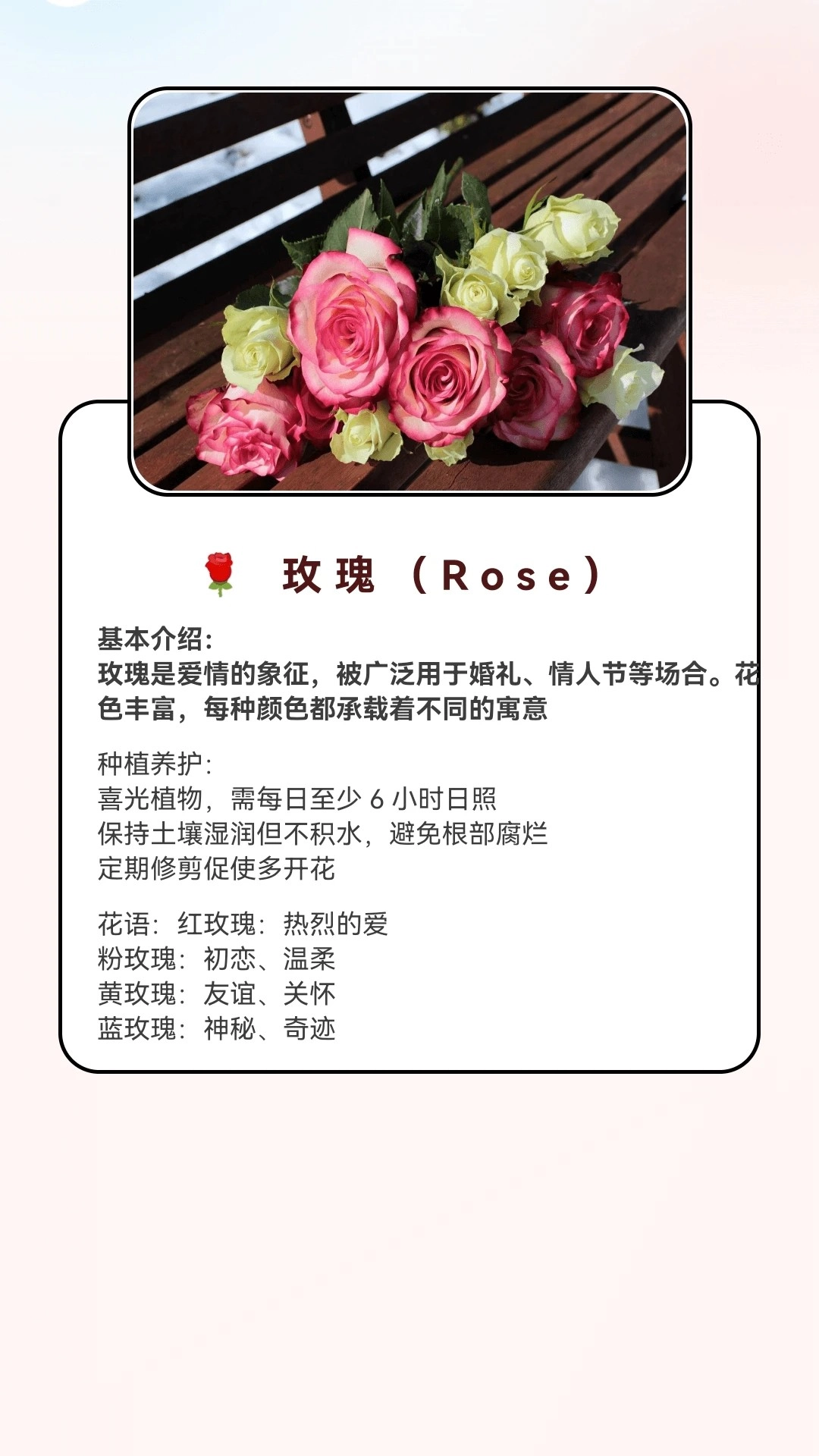 月光短剧红包版图1