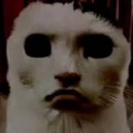 猫猫惊魂游戏最新版