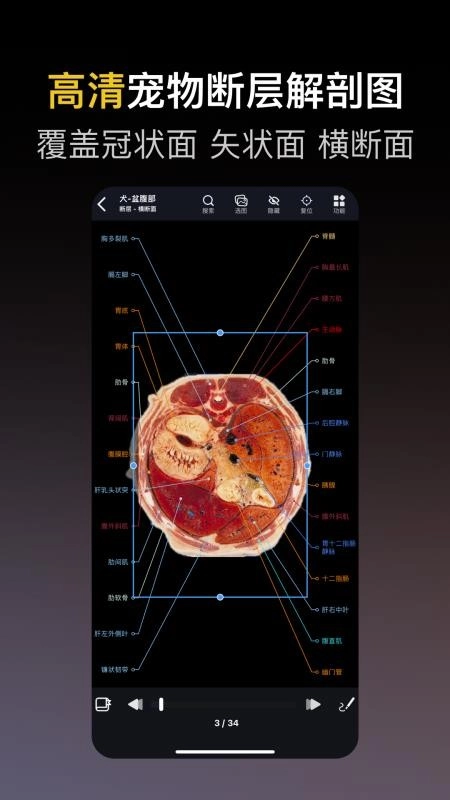 兽医解剖图谱最新版