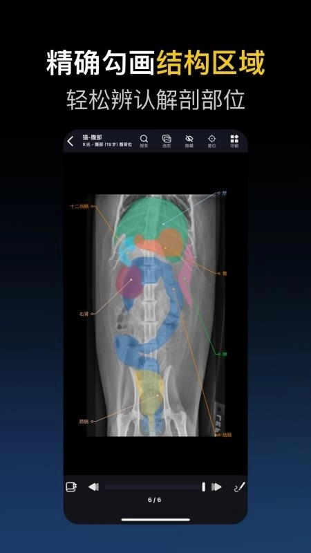 兽医解剖图谱最新版