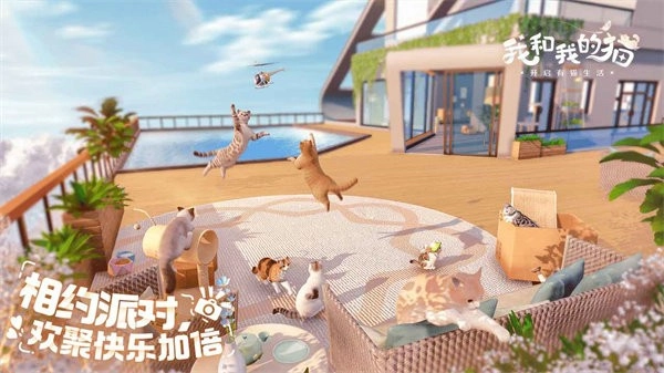 我和我的猫