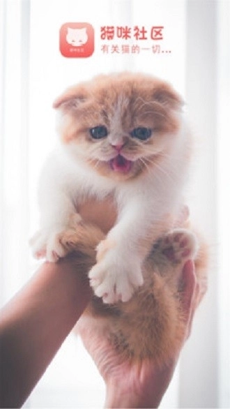 猫咪社区安卓版图1