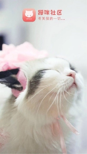 猫咪社区安卓版图4