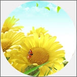 向日葵英語(yǔ)