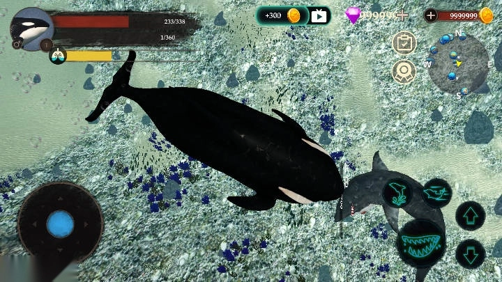 虎鲸模拟器最新版