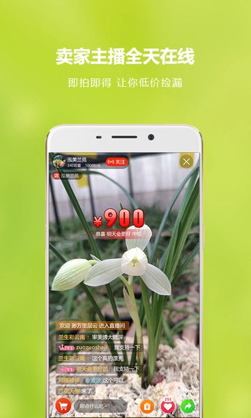 中国兰花交易平台图2