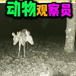 监控里的古怪