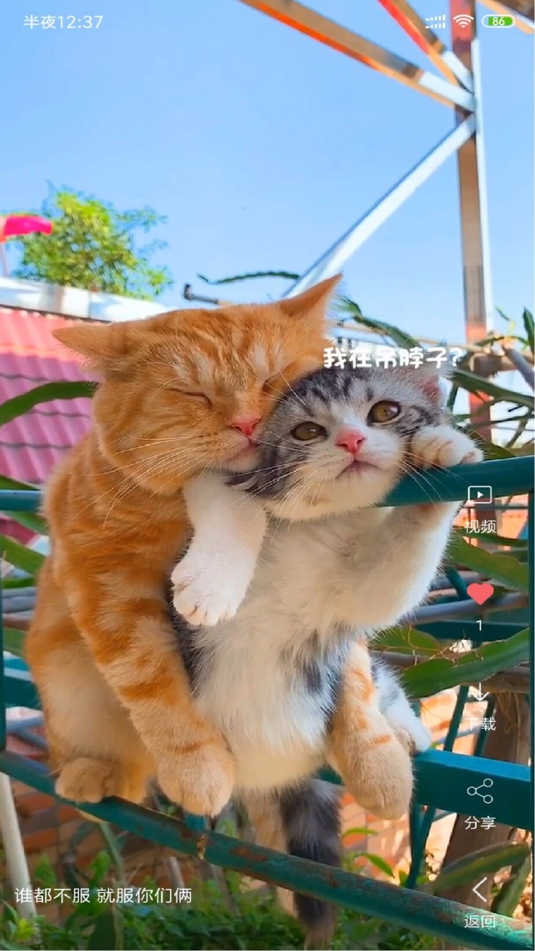 视频壁纸安装免费 