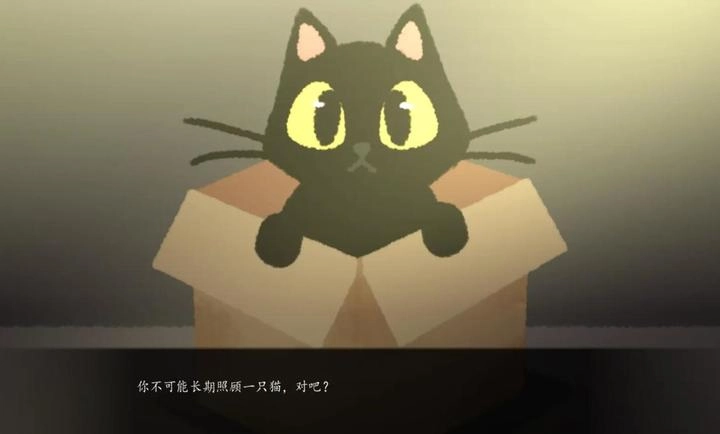 别带这只猫回家图5