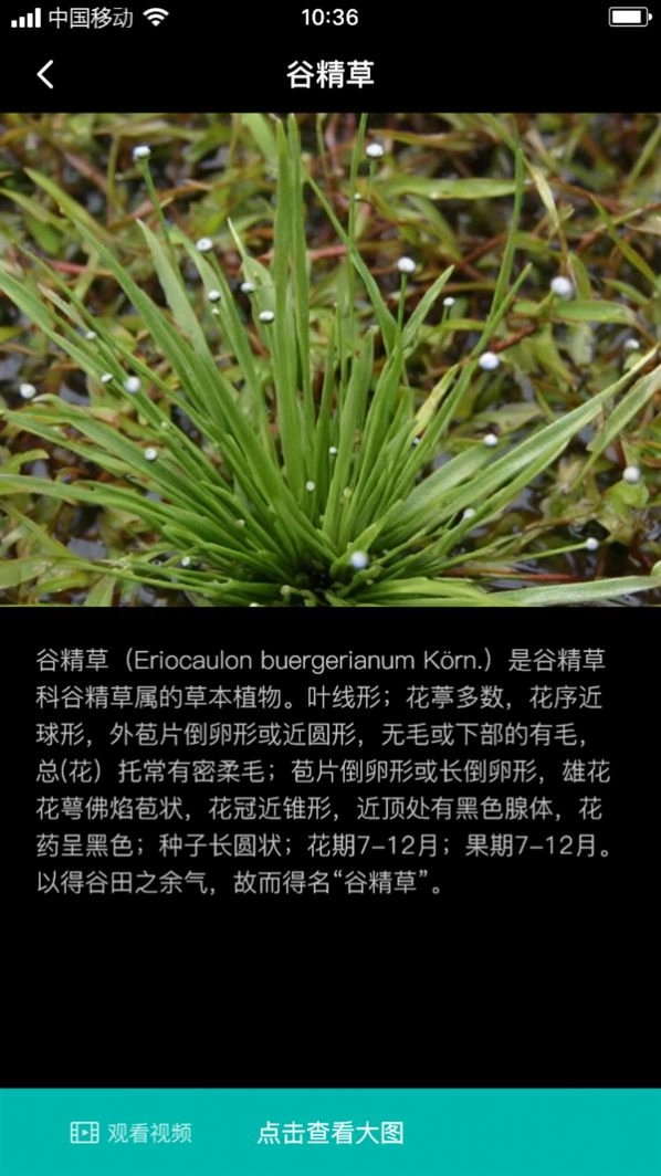 谷精草枝图3