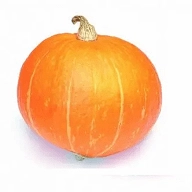 金瓜影视安卓官方版