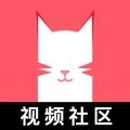 猫咪视频2026免费版