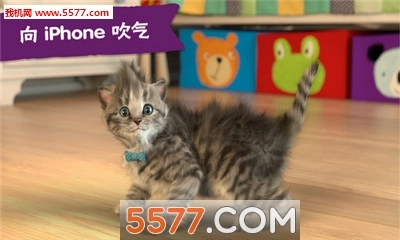 Little-Kitten(LittleKitten)手游直装版图2