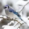 BlueJayWallpapers