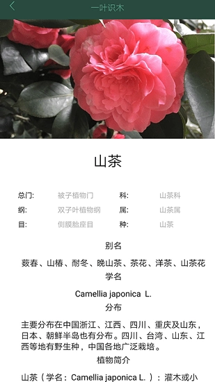 一叶识木