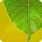 森之圣者汉化版