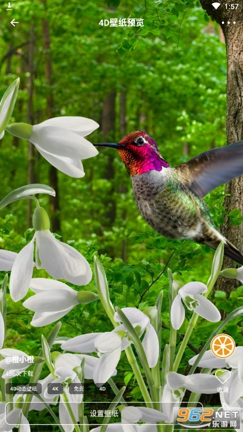 橙子4D动态壁纸