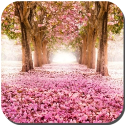 樱花树下3d动态壁纸安卓官方版