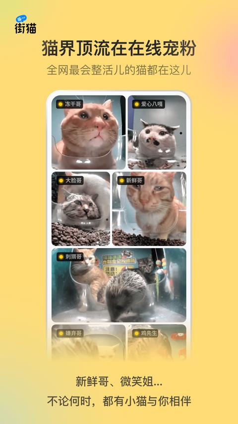 街猫官方版(3)